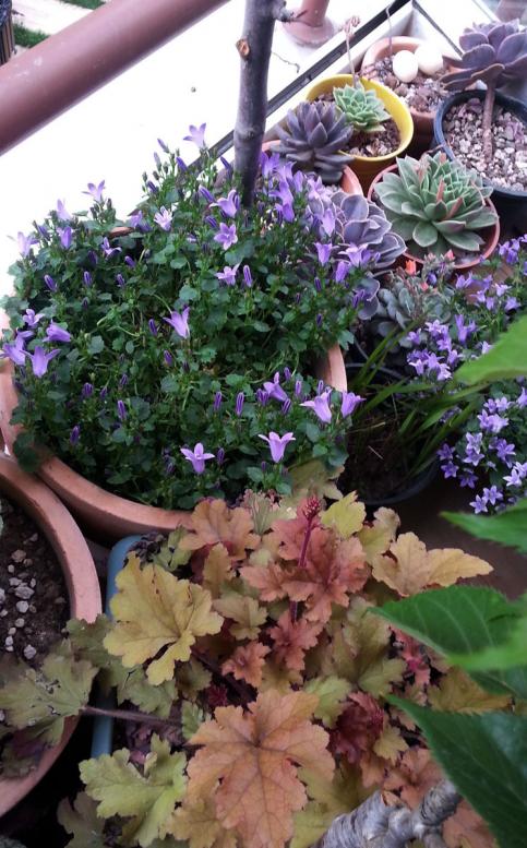 Name:  campanula01.jpg
Views: 770
Size:  81.0 KB