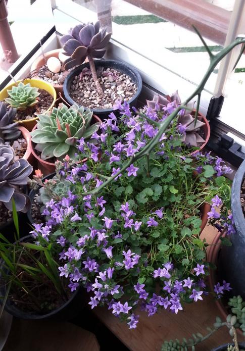 Name:  campanula02.jpg
Views: 668
Size:  79.3 KB