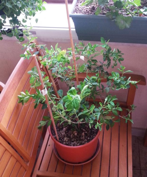 Name:  hanimeli_tatar.jpg
Views: 990
Size:  71.9 KB