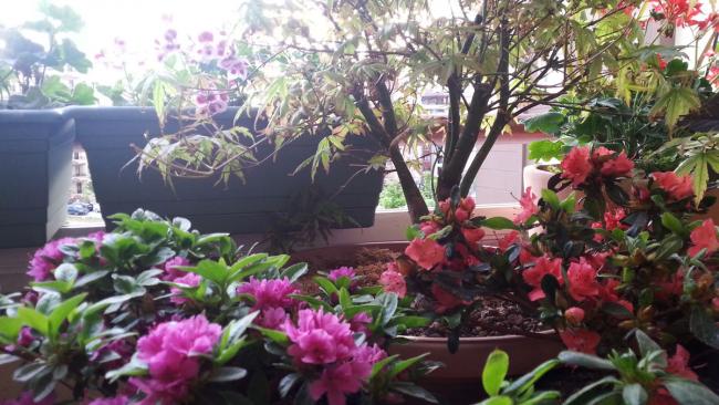 Name:  azalea.jpg
Views: 691
Size:  54.8 KB