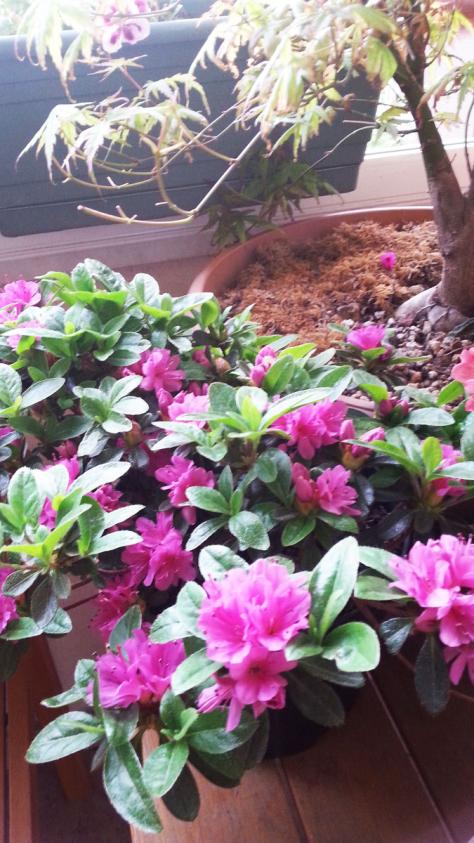 Name:  azalea2.jpg
Views: 664
Size:  81.4 KB