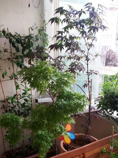 Name:  acers.jpg
Views: 1008
Size:  77.6 KB