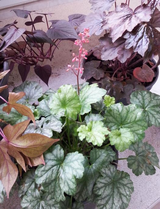 Name:  heuchera_cicek.jpg
Views: 701
Size:  75.7 KB