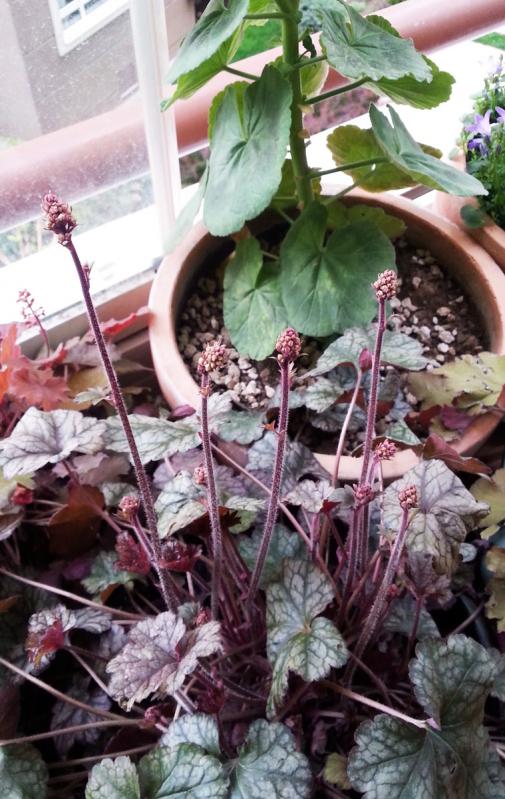 Name:  heuchera_cicek2.jpg
Views: 671
Size:  79.7 KB
