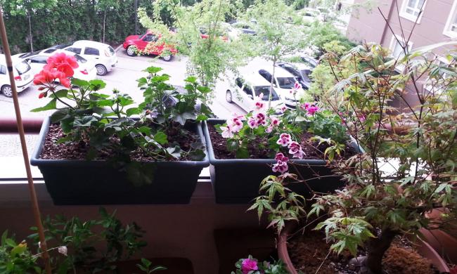 Name:  sardunya_balkon.jpg
Views: 1088
Size:  65.6 KB