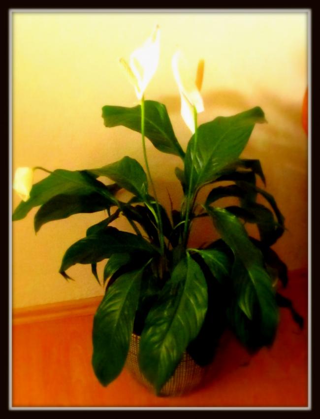 Name:  IMG_1781.jpg
Views: 794
Size:  47.2 KB
