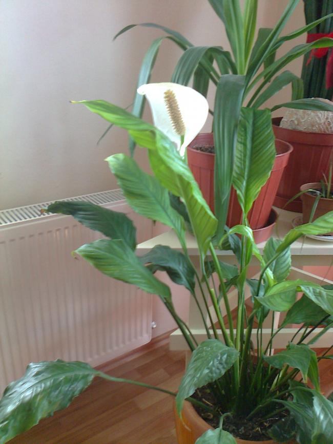 Name:  Fotoraf0548.jpg
Views: 822
Size:  63.5 KB