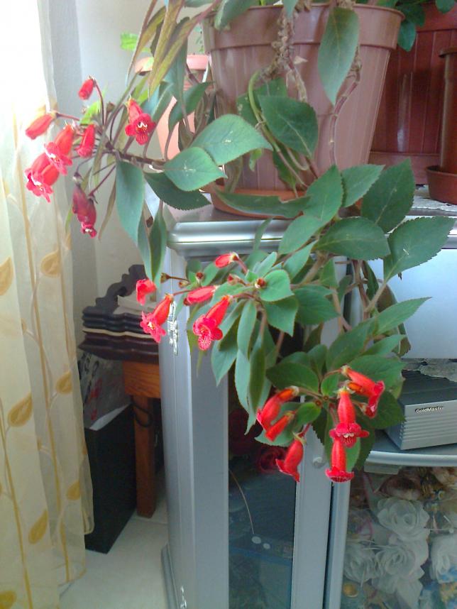 Name:  Fotoraf0553.jpg
Views: 637
Size:  70.1 KB