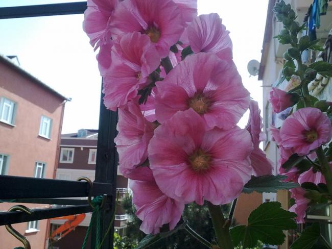 Name:  Hatmi.jpg
Views: 2865
Size:  45.7 KB