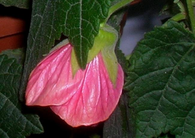 Name:  DSCN4789.jpg
Views: 609
Size:  39.3 KB