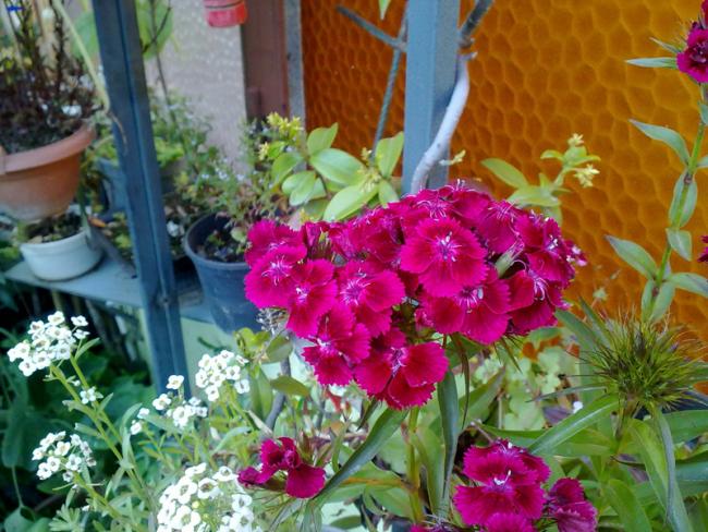 Name:  Karanfil.jpg
Views: 2707
Size:  63.4 KB