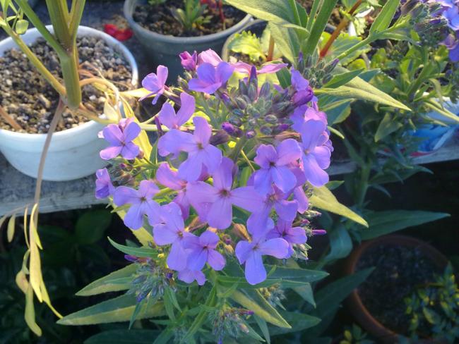 Name:  Matthiola-.jpg
Views: 2572
Size:  59.4 KB