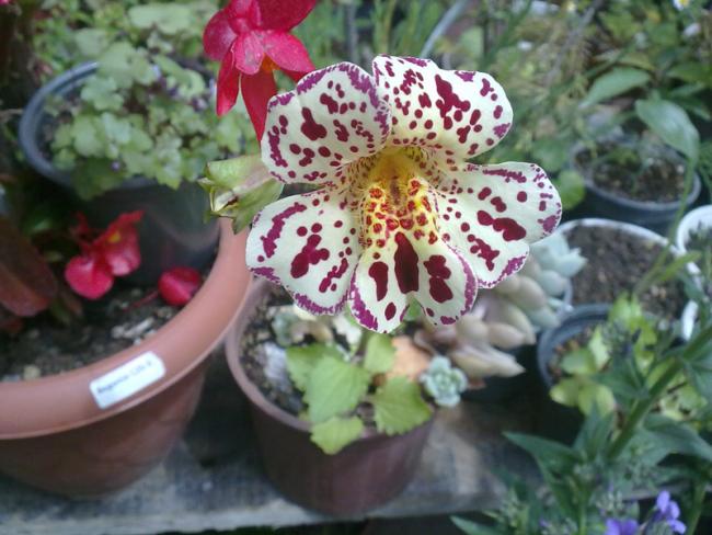 Name:  Mimulus (1).jpg
Views: 3810
Size:  50.2 KB