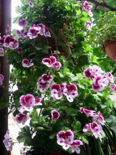 Name:  IMG_7230.jpg
Views: 815
Size:  51.7 KB