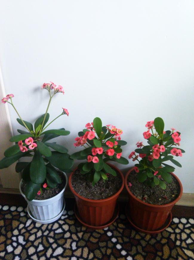 Name:  IMG_20140510_141349.jpg
Views: 621
Size:  58.3 KB