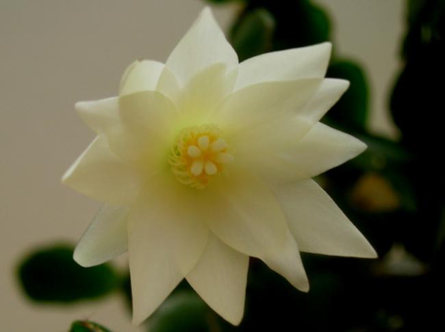 Name:  DSCN4849a.jpg
Views: 1009
Size:  17.5 KB