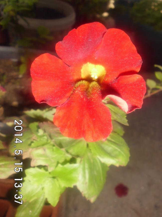 Name:  CIMG6247.jpg
Views: 892
Size:  55.6 KB