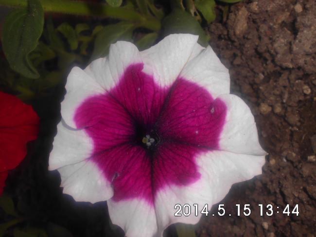 Name:  CIMG6271.jpg
Views: 627
Size:  34.0 KB