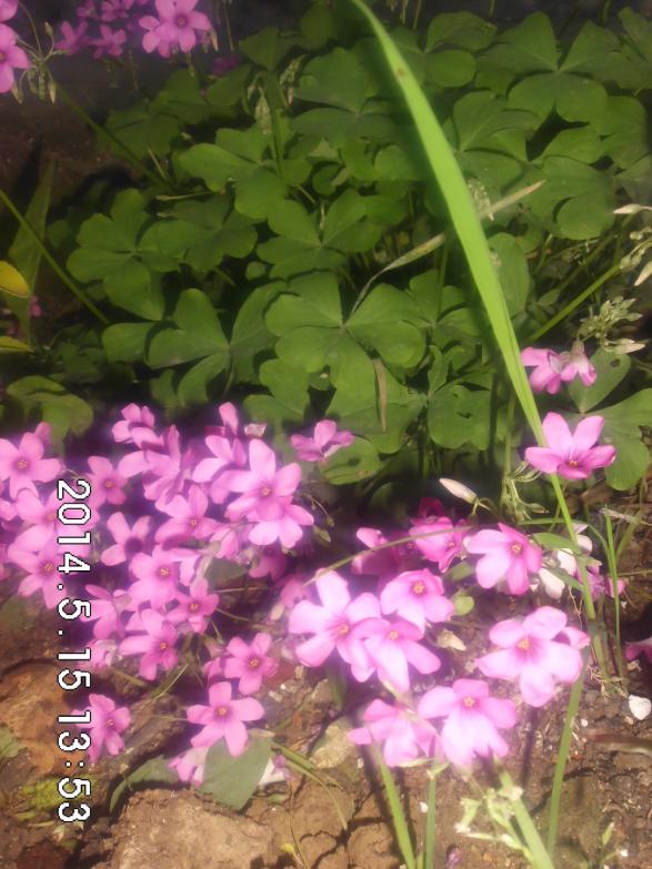 Name:  CIMG6288.jpg
Views: 613
Size:  73.2 KB