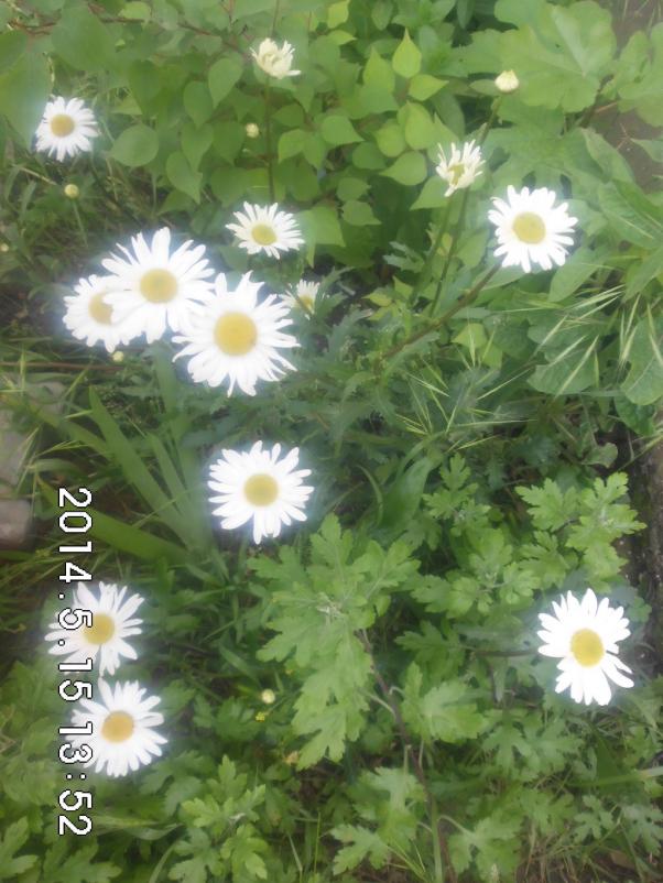 Name:  CIMG6282.jpg
Views: 629
Size:  73.0 KB