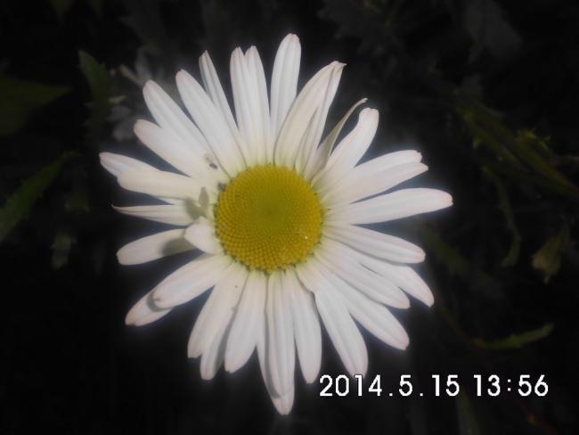 Name:  CIMG6293.jpg
Views: 637
Size:  25.6 KB
