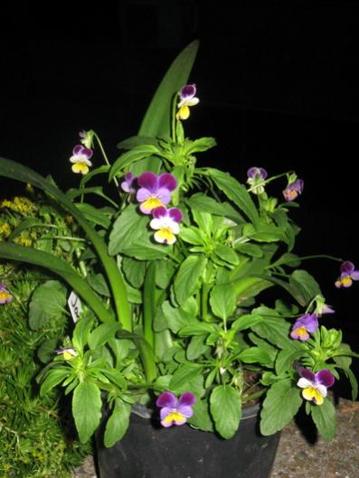 Name:  IMG_0120.jpg
Views: 1129
Size:  35.8 KB