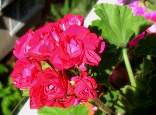 Name:  DSCN4889.jpg
Views: 1055
Size:  44.4 KB