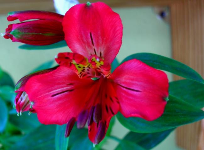 Name:  DSCN4890.jpg
Views: 1049
Size:  32.0 KB