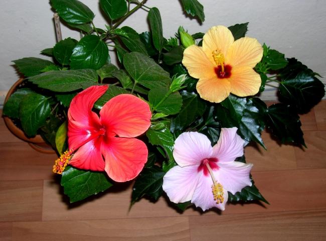 Name:  DSCN4893.jpg
Views: 1081
Size:  49.6 KB