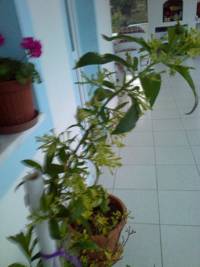 Name:  Fotoraf0902.jpg
Views: 826
Size:  64.5 KB