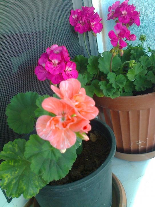 Name:  Fotoraf0943.jpg
Views: 795
Size:  71.6 KB