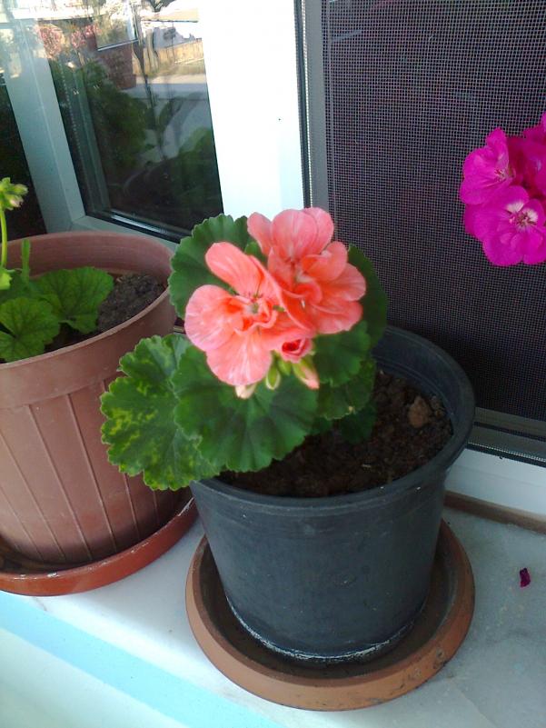 Name:  Fotoraf0944.jpg
Views: 1020
Size:  70.9 KB