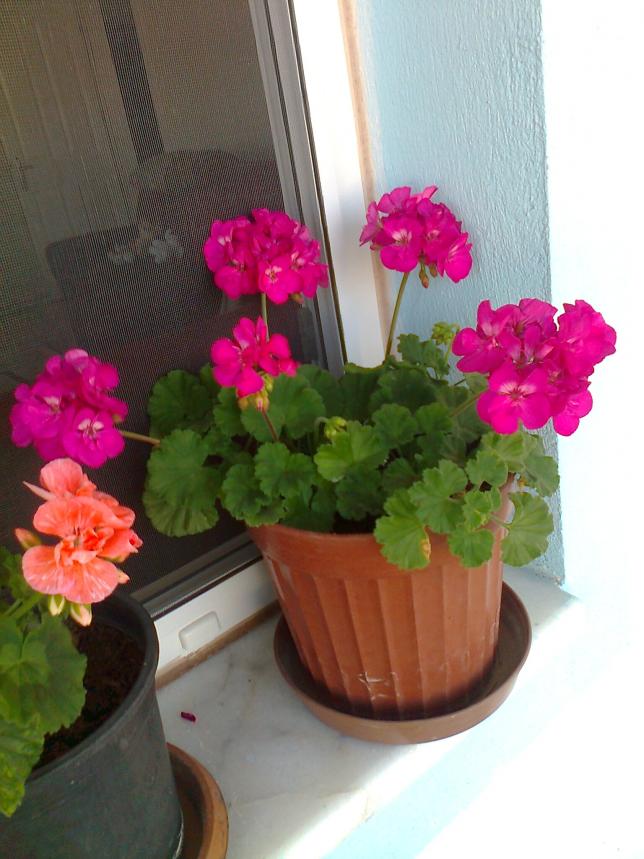 Name:  Fotoraf0945.jpg
Views: 1077
Size:  70.0 KB