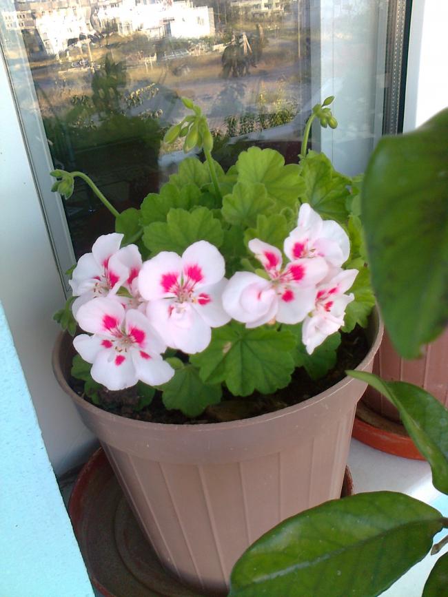 Name:  Fotoraf0946.jpg
Views: 1019
Size:  69.8 KB
