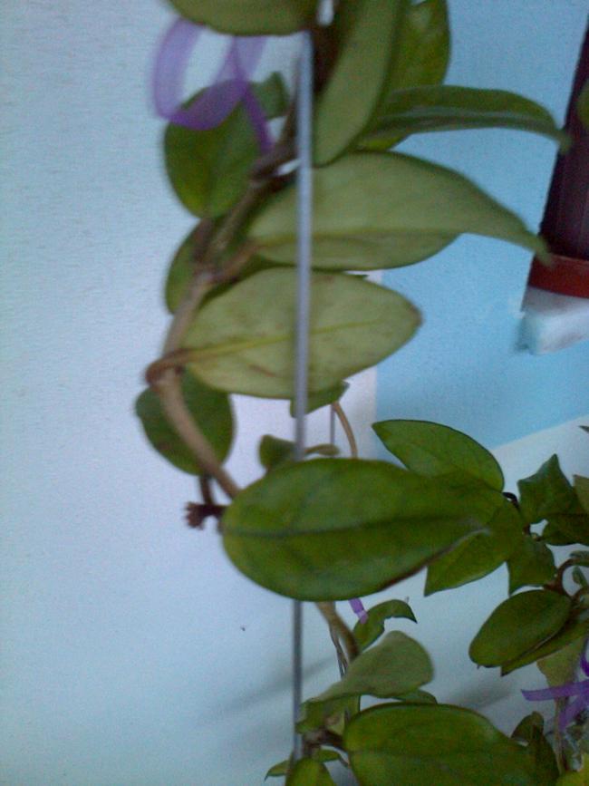 Name:  Fotoraf0903.jpg
Views: 984
Size:  55.9 KB