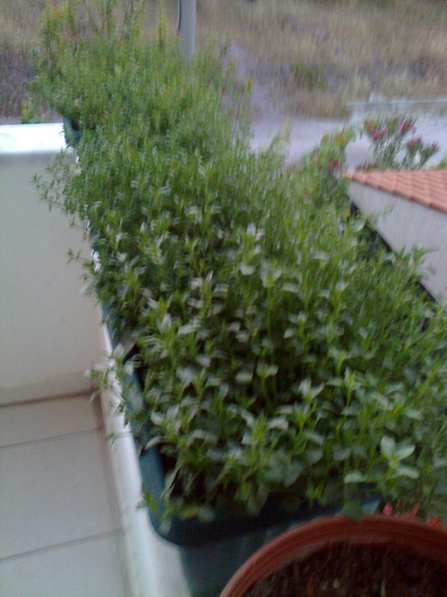 Name:  Fotoraf0900.jpg
Views: 999
Size:  69.0 KB