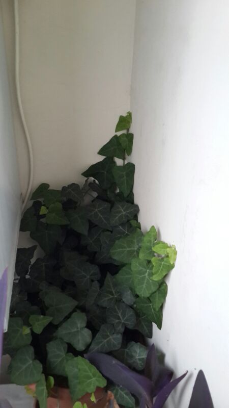 Name:  Sarmask.jpg
Views: 2302
Size:  29.0 KB