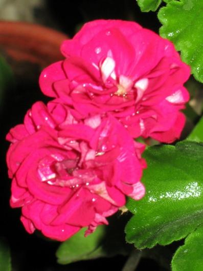 Name:  IMG_0442.jpg
Views: 754
Size:  28.7 KB