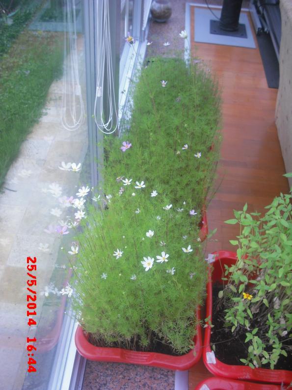 Name:  CIMG6107.jpg
Views: 525
Size:  72.0 KB