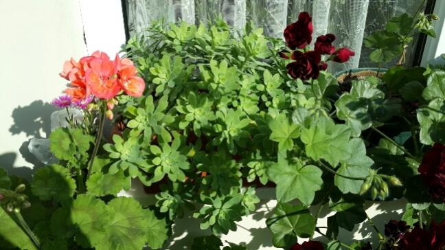 Name:  Sedum Palmeri.jpg
Views: 2046
Size:  50.4 KB