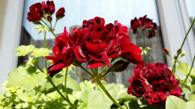 Name:  Bordo Sardunya 2.jpg
Views: 1822
Size:  37.5 KB