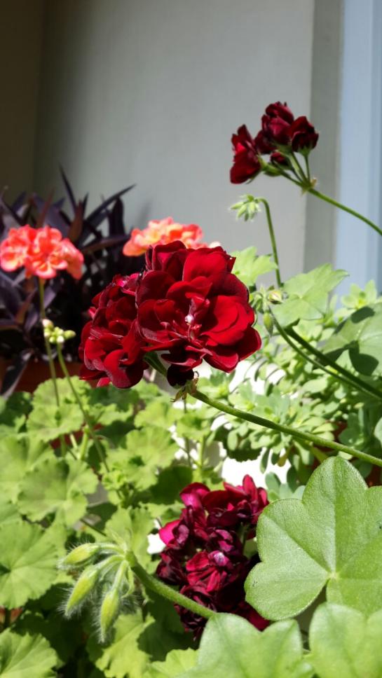 Name:  Bordo Sardunya 1.jpg
Views: 1704
Size:  67.9 KB