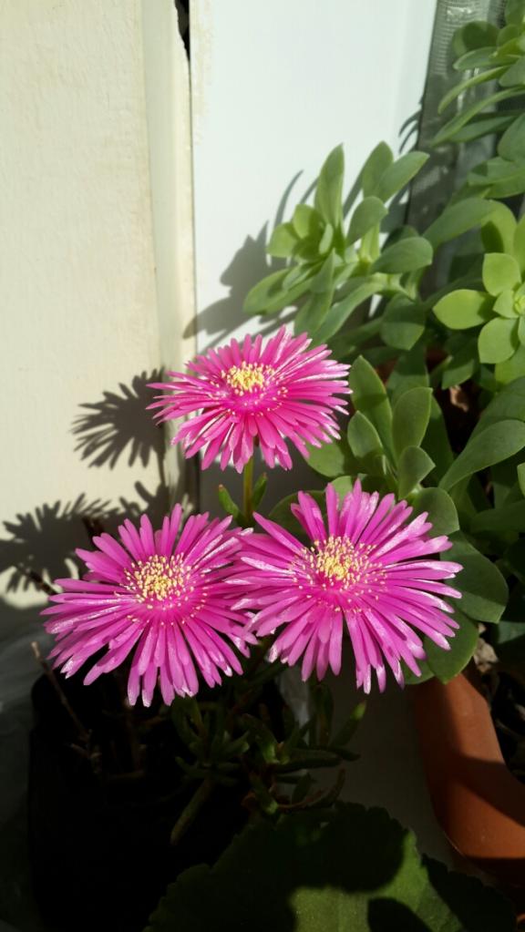 Name:  lampranthus 2.jpg
Views: 1186
Size:  65.2 KB