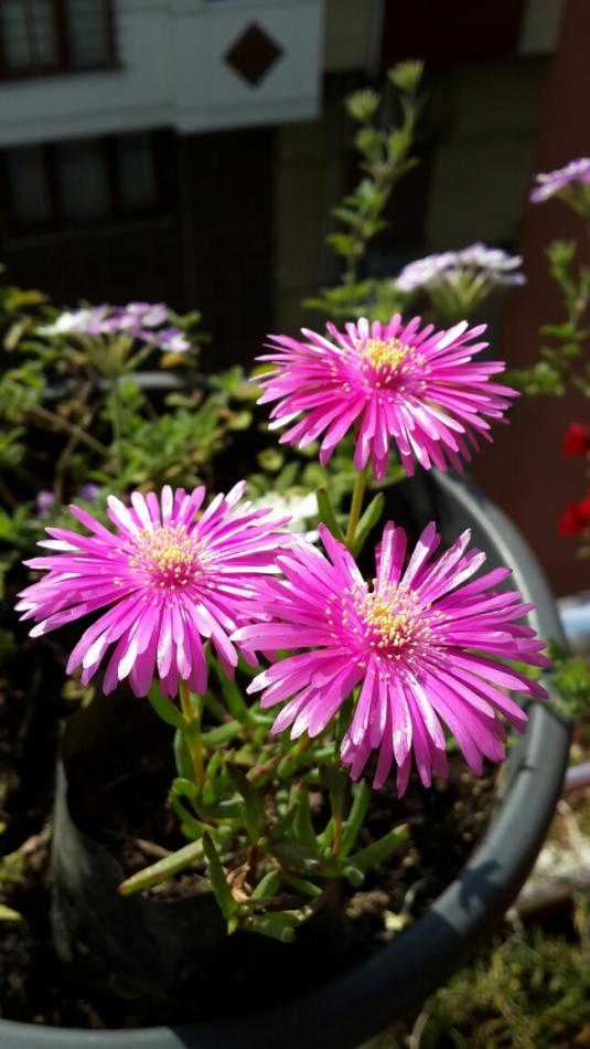 Name:  Lampranthus.jpg
Views: 1152
Size:  68.0 KB