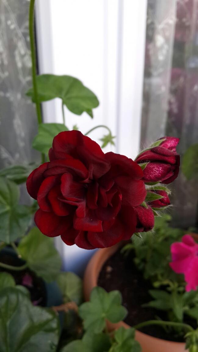 Name:  Bordo Sardunya 1.jpg
Views: 2518
Size:  53.2 KB