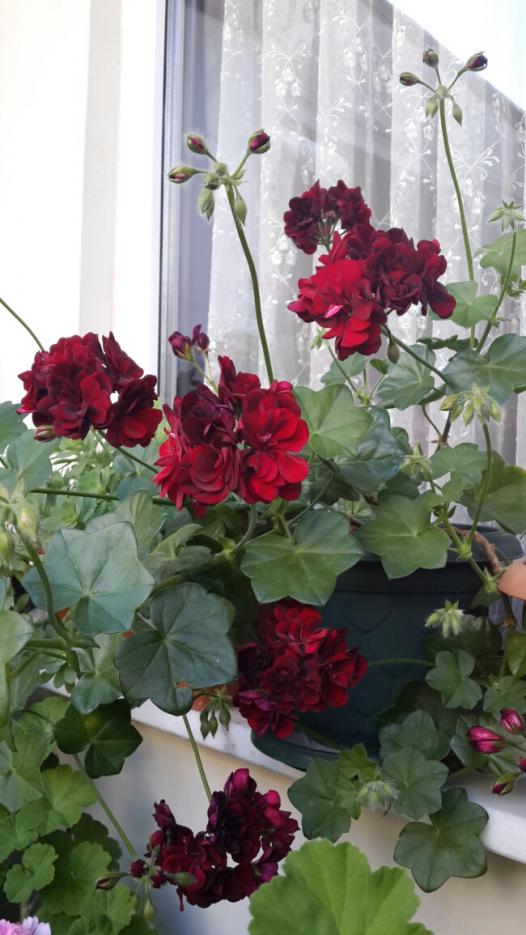 Name:  Bordo Sardunya 2.jpg
Views: 2810
Size:  68.9 KB