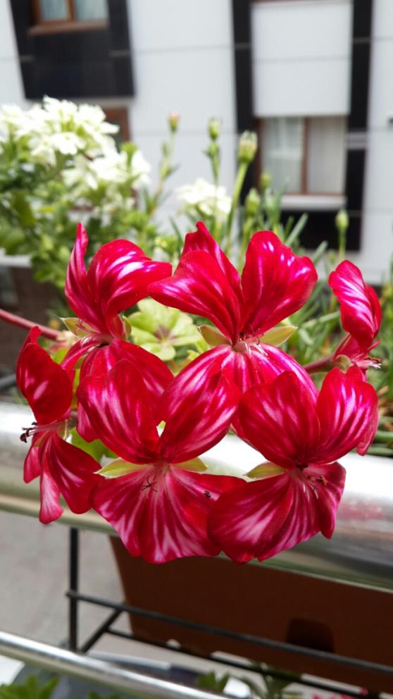 Name:  Krll Sardunya.jpg
Views: 2477
Size:  65.8 KB