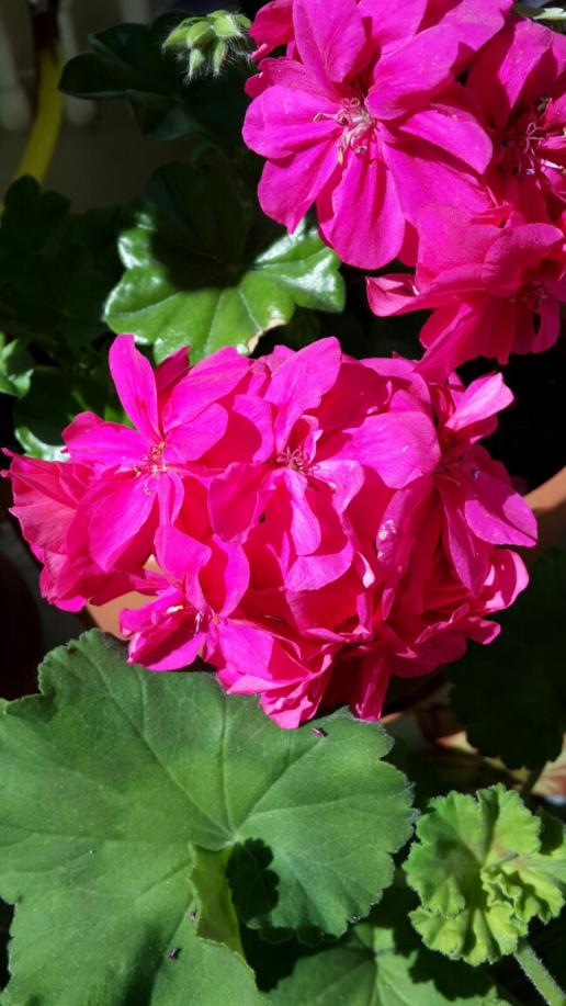 Name:  Koyu Pembe Sardunya.jpg
Views: 2396
Size:  69.9 KB