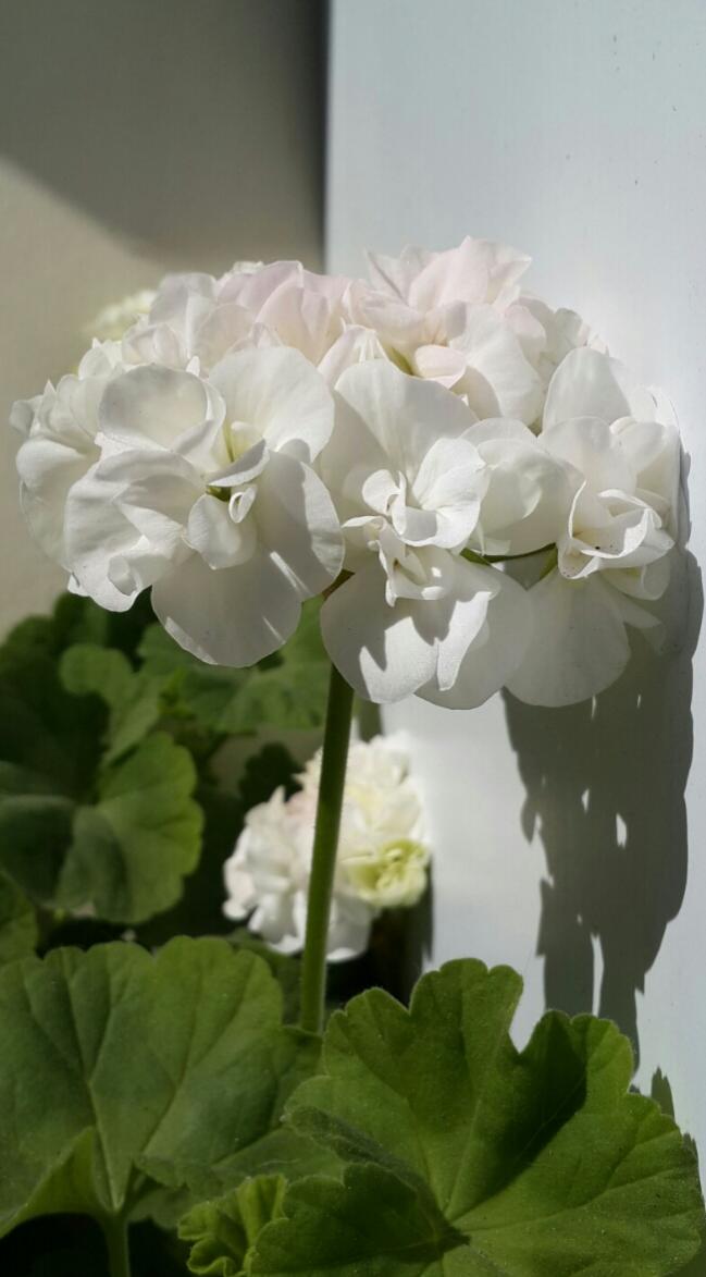 Name:  Beyaz Sardunya.jpg
Views: 2452
Size:  57.3 KB