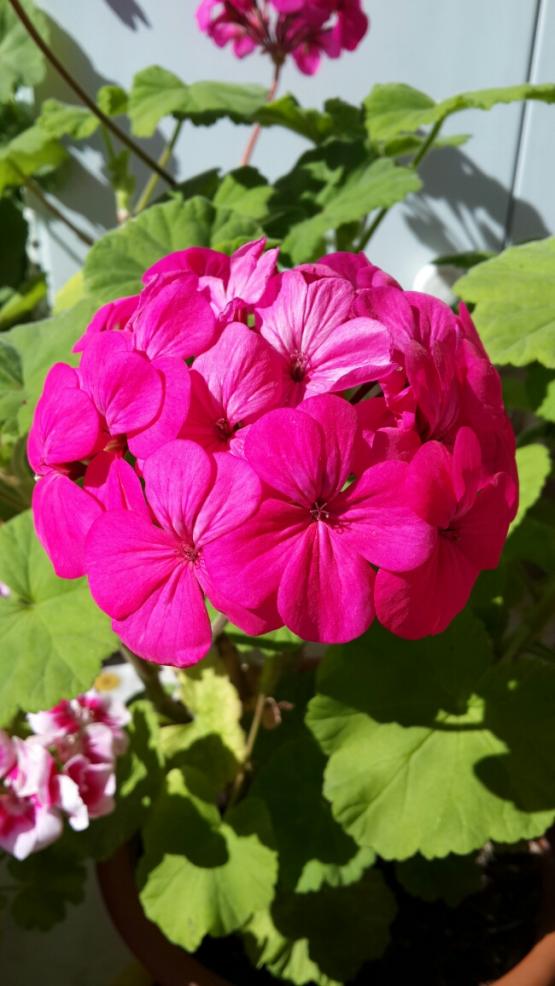 Name:  Koyu Pembe Sardunya 2.jpg
Views: 2186
Size:  66.6 KB
